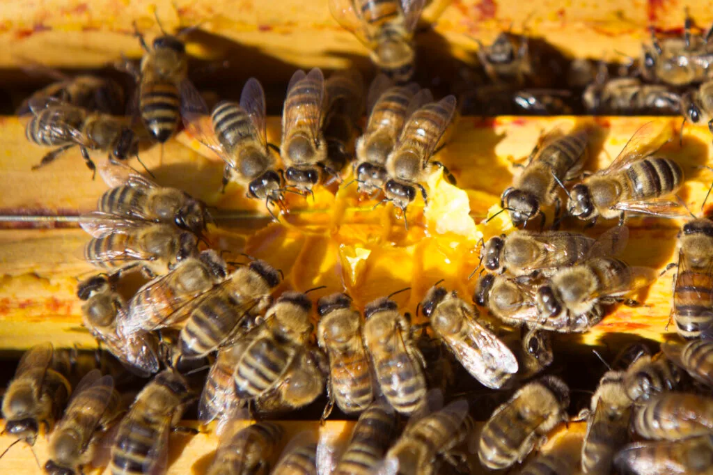 Abeille Carnica